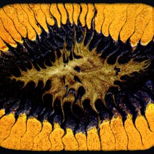 Coram Lethe - …A Splendid Chaos